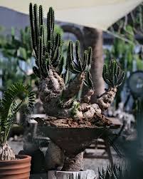 Image result for Euphorbia mlanjeana