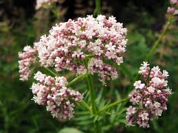 Image result for Valeriana capensis