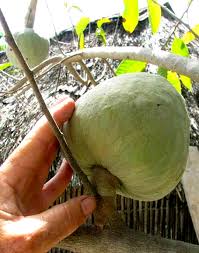 Image result for Annona reticulata