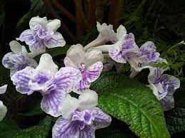 Image result for Streptocarpus rhodesianus