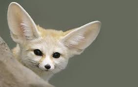 The Fennec Fox The Smallest Of The World S Foxes Dwells In The Sahara And North Africa Their Easy Breezy Beautiful Covergirl Fennec Fox Baby Animals Friends