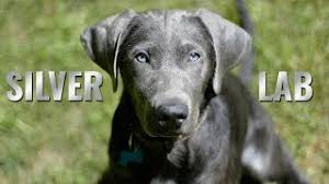 Yellow lab puppies for sale, they are absolutely adorable. Silver Lab Puppies Amazing Facts About The Silver Labrador Retriever Petmoo