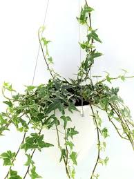 Siap sudah tapak semaian untuk biji benih sayuran. Elegant Hanging Wick Watering Auto Watering Self Watering Pots