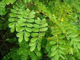 Image result for Caesalpinia decapetala