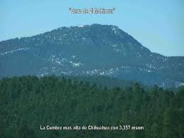 Pin Na Doske Chihuahua