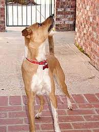 This breed is generally described as alert, energetic, intelligent and a natural hunter. Feist Dog Wikiwand