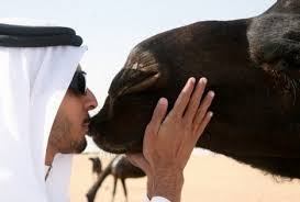 I knew camels had humps but. Came Be A Smart Traveller