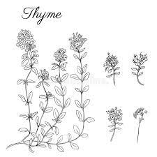 Thyn dessin / thym serpolet : Resultat De Recherche D Images Pour Dessin De Thym Illustration Herbes Illustration Botanique Comment Dessiner Une Fleur