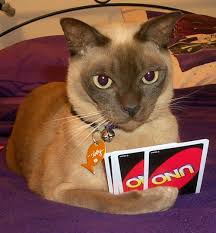 Cat Playing Uno Kittens Cutest Dumb Animals Kittens
