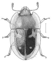 Black And White Insect Photos Scientific Illustration Of Insects According To Joe Macgown Scientific Illustration Scientific Drawing Science Illustration