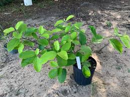 Image result for Ficus polita