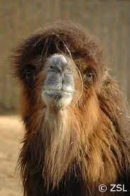 As liquids are lost and not replenished, dehydration can set in, and death may result rather quickly. Species Of The Week Bactrian Camel Edge Of Existence