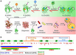 The program with ** mark is only open to group applicants. Frontiers Prion Like Propagation Of Protein Misfolding And Aggregation In Amyotrophic Lateral Sclerosis Frontiers In Molecular Neuroscience