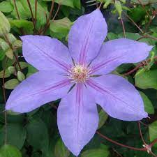 Эти клематисы получится вырастить каждому! Clematis Lawsoniana Kaufen Sie Pflanzen Bei Coolplants