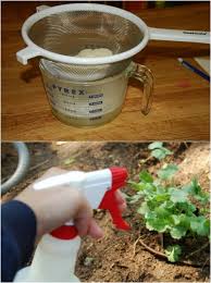 How to remove pesticides from fruit and vegetables to avoid cancer. 10 Homemade Insecticides That Keep Your Garden Pest Free Naturally Diy Crafts