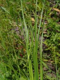 Image result for Schoenoplectiella microglumis