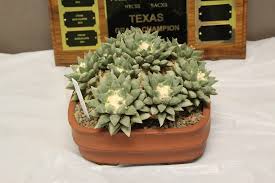 Последние твиты от british cactus and succulent society (@cactussucculent). Tacss Fall Seminar 2017 In Houston Alice Liles