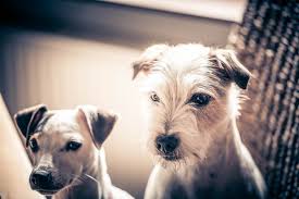 Dobbins road phoenix, az 85041 driving directions adoptions by appointment tuesday through sunday, 9. Adopt A Rescue Dog In Arizona Ghost Town Dog Rescue
