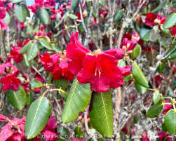 Image result for Rourea thomsonii