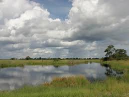 We did not find results for: Wetlands Habitats Wwf