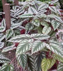 Image result for Cissus