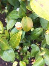 Camellia Leaves Turned Yellow 444740 Ask Extension