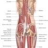 Human anatomy diagrams show internal organs. 1