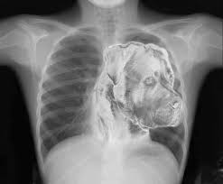 Tin Leng Lim Rottweiler Love Boxer Love Boxer Dogs