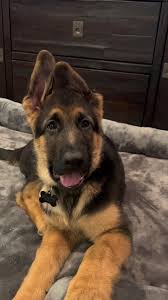 Oh Scout what do you know! Lol #dogs  #fyp#viral#gsd#gsdpuppy#germanshepherdsoftiktok #germanshepherddog #puppies