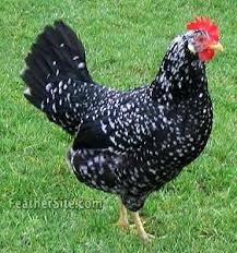 Black And White Hen Ancona Hen Pet Chickens Chickens Backyard Black And White Chickens