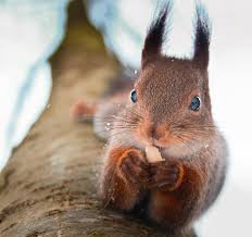 Konsta punkka (kpunkka) profile / 500px. Forest Creatures Photographed By Konsta Punkka
