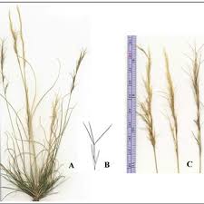 Image result for Aristida adscensionis