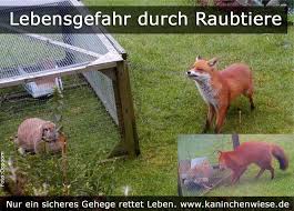 Gartengehege Bauen Kaninchengehege Freilaufgehege Kaninchen Gehege