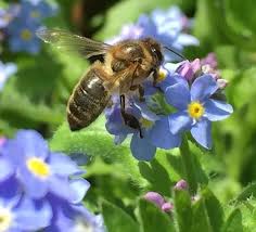 We did not find results for: Plants Seeds Bulbs Annual Flowers Bee My Friend Mixture Attract Polinators Beneficial Blend Yard Garden Outdoor Living