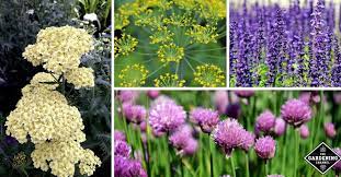 It is used as a. List Of Easy To Grow Flowering Herbs Blooming Herbs With Flowers