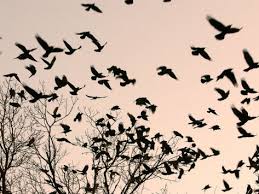 Birds That Don T Fly 94 Crows Fly Over A Tree Where Others Are Already Camped For The Night At Dusk In Bucharest Romania Photographic Print Allposters Com In 2020 Flying Bird Silhouette Birds Flying Birds Flying Away