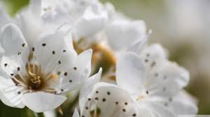 Maybe you would like to learn more about one of these? Free Photo White Spring Flowers Beautiful Nature Summer Free Download Jooinn