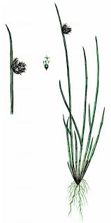Image result for Isolepis setacea