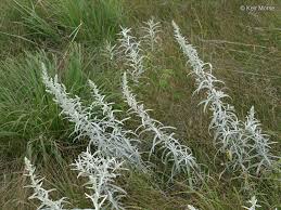 Image result for Artemisia sp.no.1