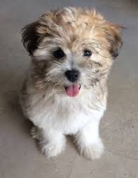 See more of shitzu puppies on facebook. Shih Pom Pomeranian Shih Tzu Mix Puppies Pets Lovers