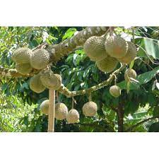 Durian musang king merupakan jenis durian yang berasal dari malaysia. Jual Bibit Durian Musang King 40 Cm Hp 0856 0856 6034