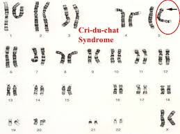 genetics 3