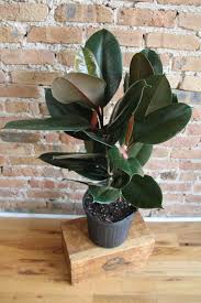 Image result for Ficus