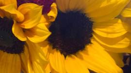 June Restorative Yoga & Yoga Nidra with Tara