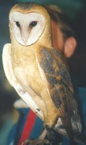 There is some debate regarding the taxonomy within tytonidae. Adw Tytonidae Information