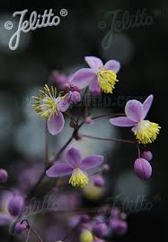 Fluffy sprays of lilac flowers with cream stamens are carried on purple tinted stems above a mound of mid green deeply cut leaves that are have fabulous purple tinge in spring. Jelitto Perennial Seed Thalictrum Rochebrunianum Var Grandisepalum Portion S