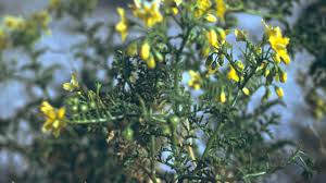 Image result for Solanum richardii