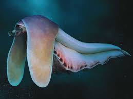 Image result for Megaloprotachne