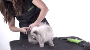 Sodium lauryl sulfate, sunflower triglycerides, dmdm hydantoin. What To Know And What To Do About Cat S Stud Tail Pet Clever