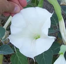 Image result for Datura inoxia